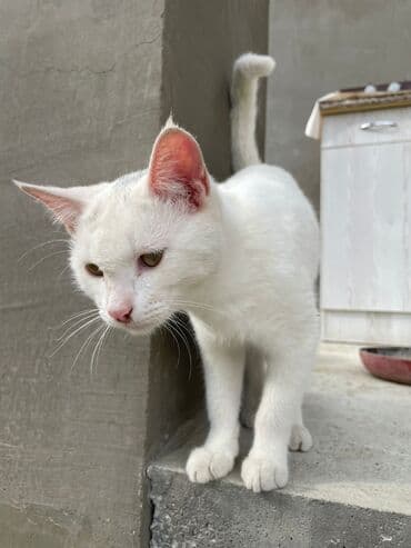 купить тайского котенка: Türk anqora — 16