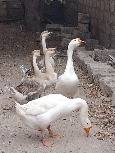 it satisi: Satılan məhsul qazlardır. Şəkillərdə ümumilikdə 5 baş qaz görünür: - — 2