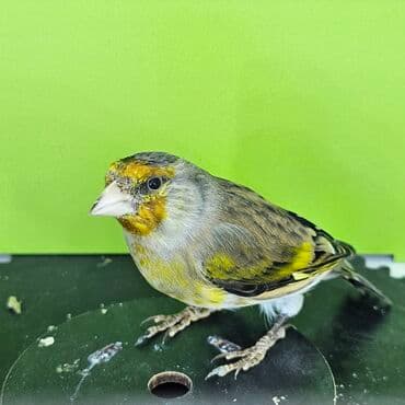 xarı bülbül rəngləmə: Gibrit erkək. Anası sarı bülbül atası şeqol Ev şəraitində dekorativ — 4