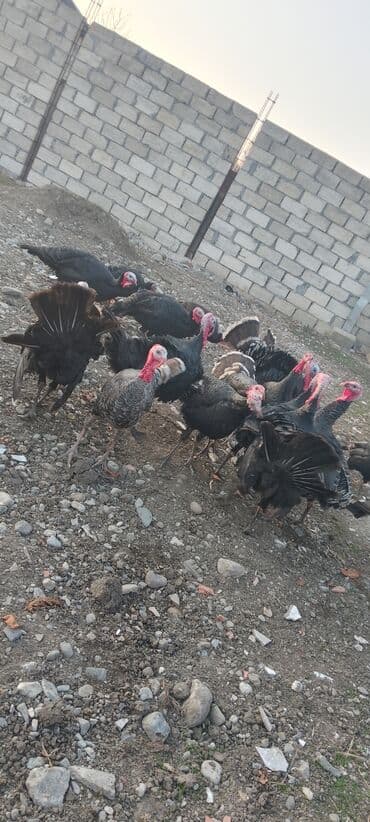 Gəmiricilər: Məhsul: Hinduşka sürüsü Təsvir: 8 ayliq tam sağlam kəsimə yararlı — 10