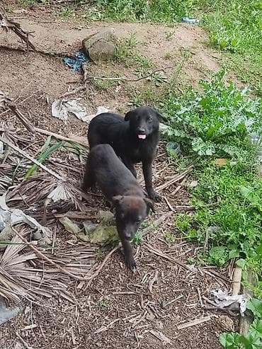 qaz heyvan: 6 ay — 9