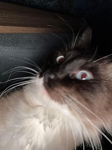 Gəmiricilər: Cütləşmə üçün — 3