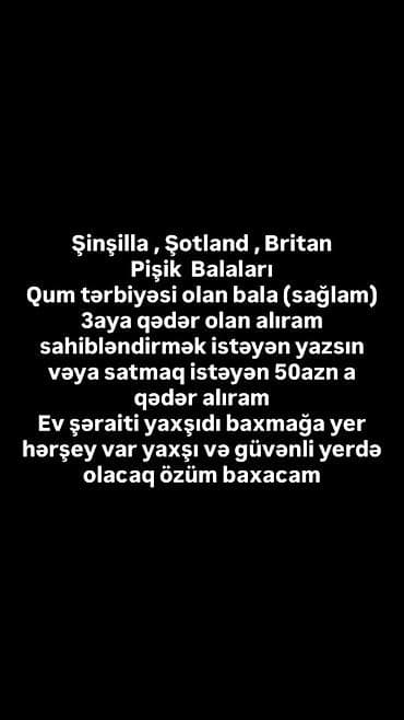 pişik sahiblenmek: Şinşilla, Yaxşı əllərə — 1