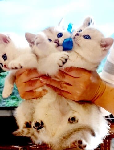 pisik: Britan, Erkək, Dişi, Yaxşı əllərə, Ünvandan götürmə — 3