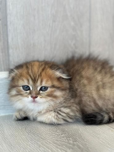 keci balasi: Şotland uzun tüklü — 3