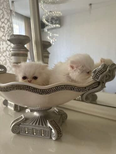 heyvanlara verilen xususi adlar: Ekzot — 1