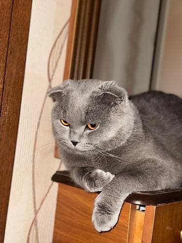 Şotland yastı qulaq