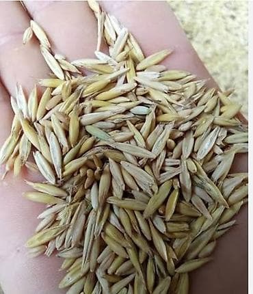 Vələmir Yulaf toxumu – yem və yaşıl kütlə üçün - Növ: Yulaf (Avena