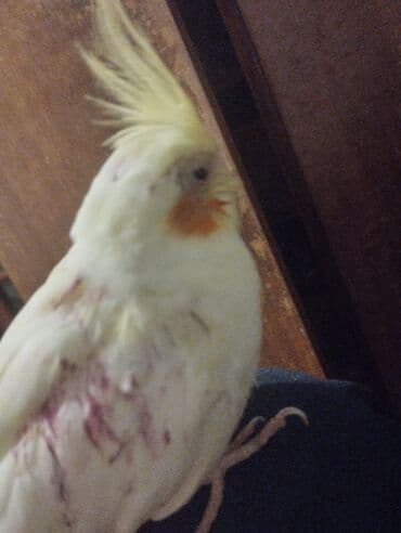 quş qəfəs: Növ: Nimfa tutuquşusu (Cockatiel) Rənglər: - Krem/ağ bədən, sarı — 3