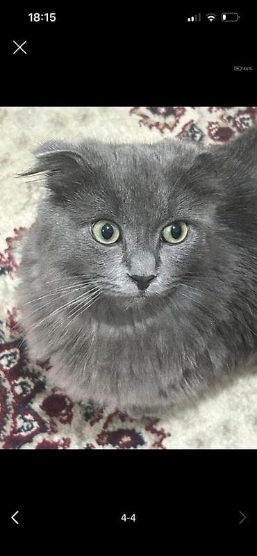 Pişiklər: Şotland yastı qulaq, Erkək — 3