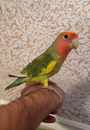 danişan quş: -Əl quşu 3 aylıq hər evin yaraşığı, üzərində 7 rəng var — 5