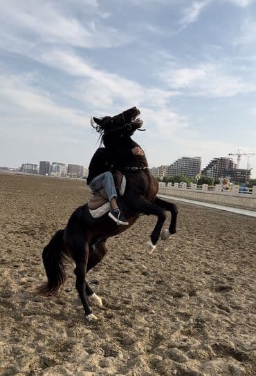 At satılır əla atdı qaçışına söz olamaz ala gözdü çox bərk çaparagı lalafo.az -da At satılır əla atdı qaçışına söz olamaz ala gözdü çox bərk çaparagı