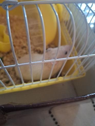 qefes: Hamster və qəfəs dəsti - Növ: kiçik hamster (ağ rəng tonlarında) - — 4
