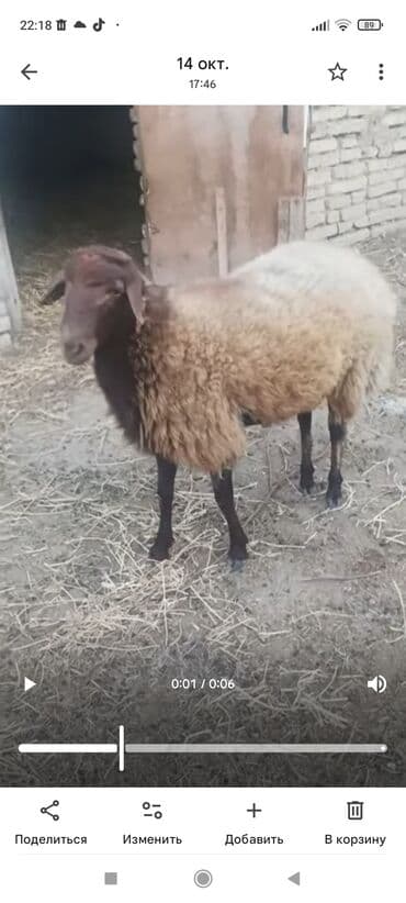 qurbanlıq qoyun: Erkək, il: 1, 80 kq, Ətlik, Ünvandan götürmə — 1