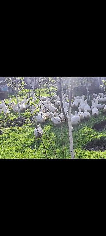 ağ pişik: Məhsul: Ağ ördəklər (sürü halında) Təsvir: - Açıq məkanda otlaqda — 4