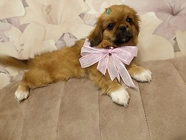 ev heyvan: Pekines, 3 ay, Erkek — 4