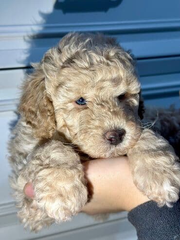 Gəmiricilər: Pudel, 2 ay, Peyvəndli — 3