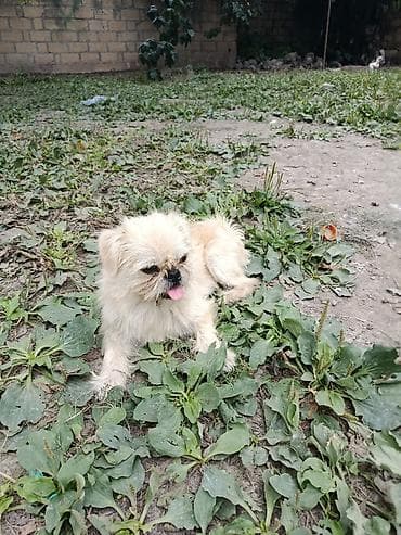 cins heyvanlar: Pekines, 1 il, Erkek, Ünvandan götürmə — 1