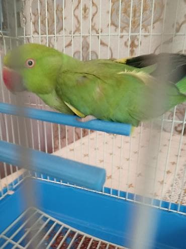 tutuquş: Yaşıl tuituq (halqa boyunlu papağan) – qəfəs ilə - Növ: Halqa boyunlu — 1