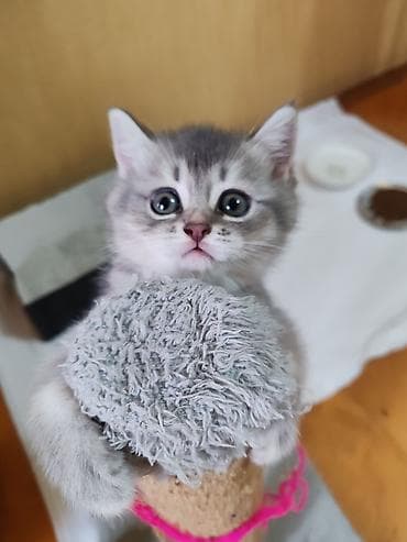 şirin pişikler: Britan, Dişi, Yaxşı əllərə, Ünvandan götürmə — 10