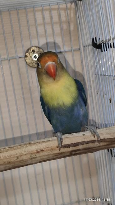 Digər heyvanlar: PAPUQAY FİŞER ERKƏK MUTASYON TÜRKİYƏDƏN GƏLMƏ QUŞLARIN BALASI CÜTƏ — 5