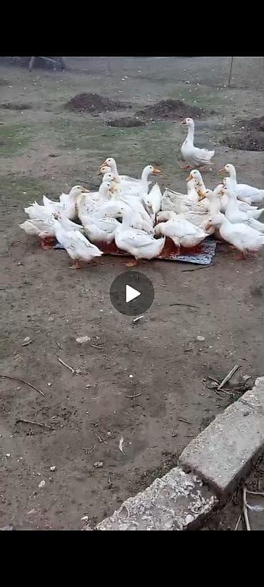 tüklü itler: Musk ördəyi balaları (ləpələr) - Cins: Musk/Muscovy ördək - — 5