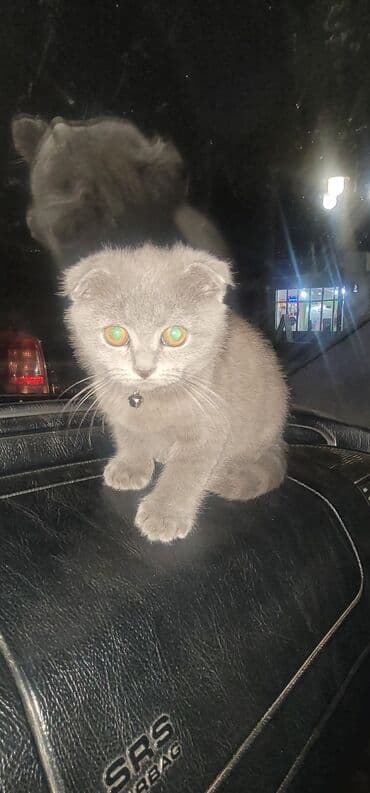 ağ pişiy: Şotland yastı qulaq, Dişi — 4