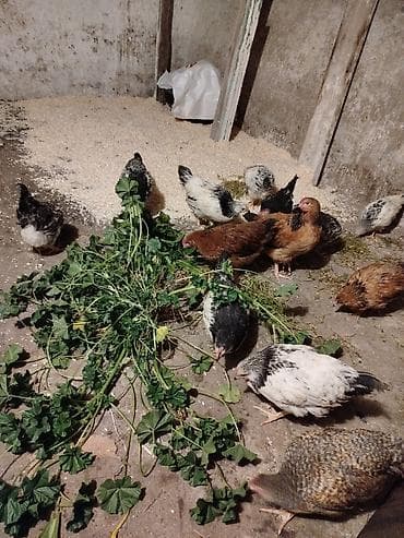 çöl toyuğu: Yerli təsərrüfatdan qarışıq cins ev toyuqları (junior yaş qrupu) — 1