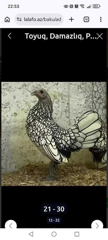 ucuz toyuqlar: Toyuq cücələri, Ətlik — 6