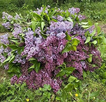 Məhsul: Yasəmən (Syringa vulgaris) – kəsilmiş budaqlar və ya kol