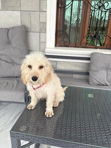 Pişiklər: Pudel, 4 ay, Erkek, Peyvəndli — 3