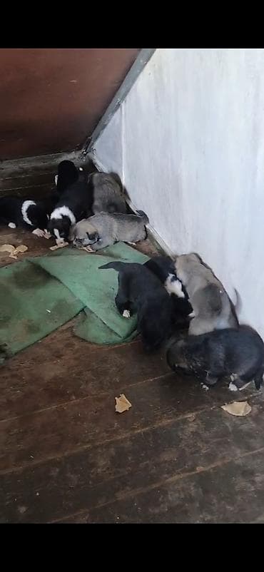 ov itleri satisi: Afcarka ve balaları satılır isdeyen olsa vapçatda yazsın 0507613355 — 4