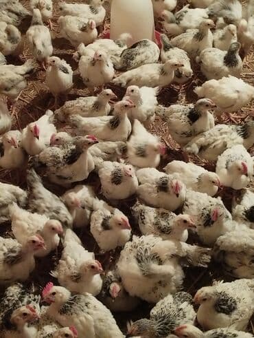 Toyuq cücələri, Ətlik