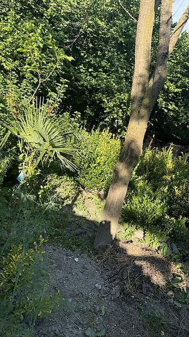 evkalipt ağacı: Trachycarpus fortunei (yelpik formalı yarpaqlı xurma palmaları) – — 9
