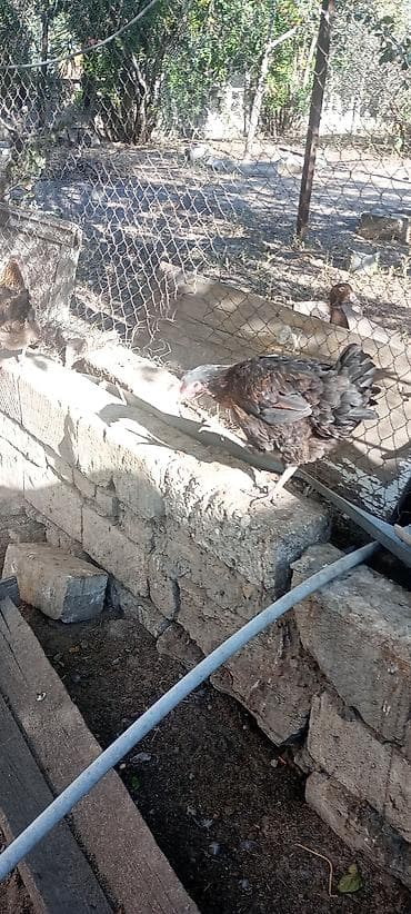 cex quslar: Toyuq, Damazlıq, Ödənişli çatdırılma — 2