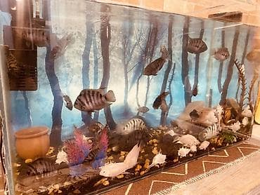 akvarium baliq bazari: Salam . Akvarium Və balıqlar bir yerdə satılır.100 manat. Çixlet — 6