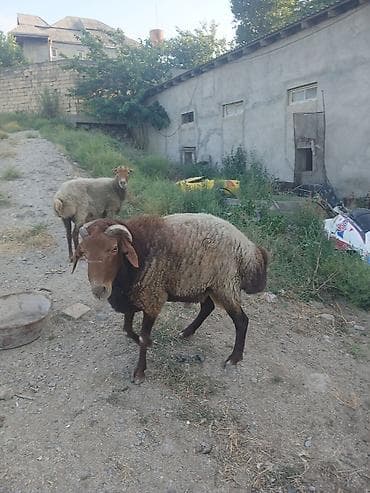bakida at bazari: Qoyun və qoç – 2 baş

bogaz qoyun və qoc cüt satıram 700m — 7