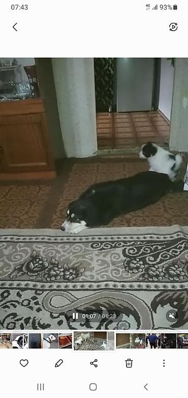 cau cau iti: Zvonok, 3 ay, Peyvəndli — 5