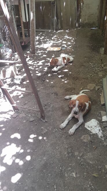 собаки в хорошие руки: 4 ay — 1