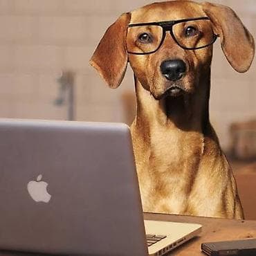 macbook air ikinci el: İtlerin gəzdirilmesi.Tam rahat arxayin itlerinizi emanet edə bilersiz — 1