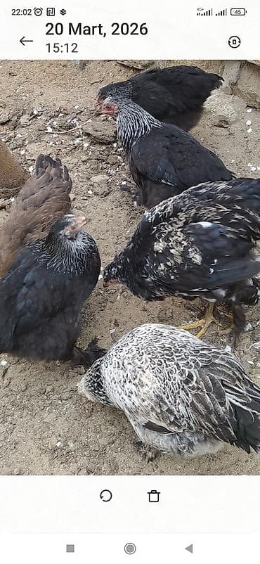 quban toyuqlari: Toyuq, Brama, Ətlik — 9