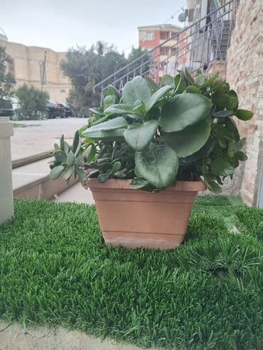 gül ləçəkləri: Saksıda dekorativ bitkilər paketi - Saksı 1: Geniş ağ kvadrat qabda — 3