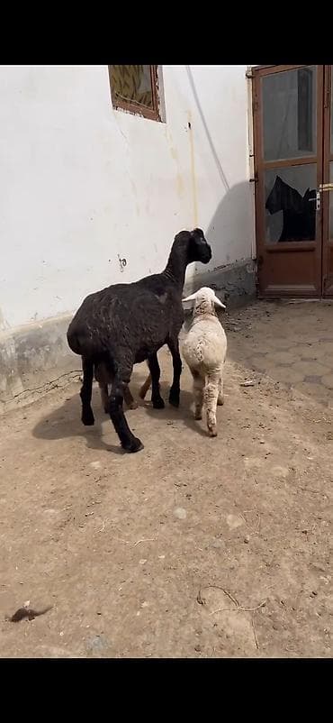 balaca boyumeyen itler: Qoyun və quzular – ana qoyunla 2 quzu dəsti - Növ: yerli ət‑yunun — 4