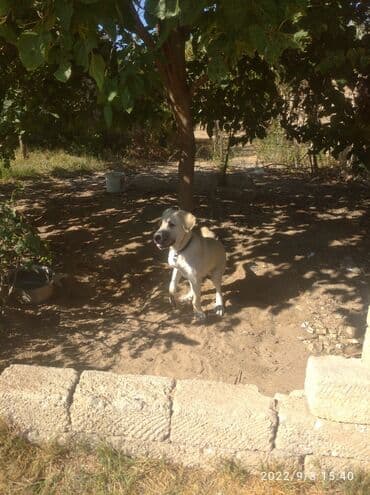 дрессировка собак баку: Kanal balasi 5 ayligdi — 4