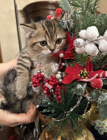 balaca pisikler: Şotland — 10