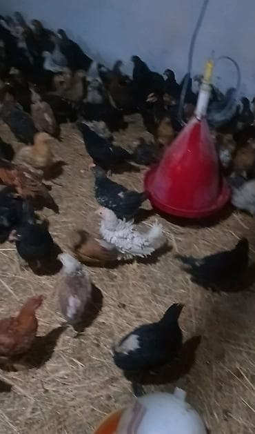 Qazlar: Toyuq cücələri, Ətlik — 1