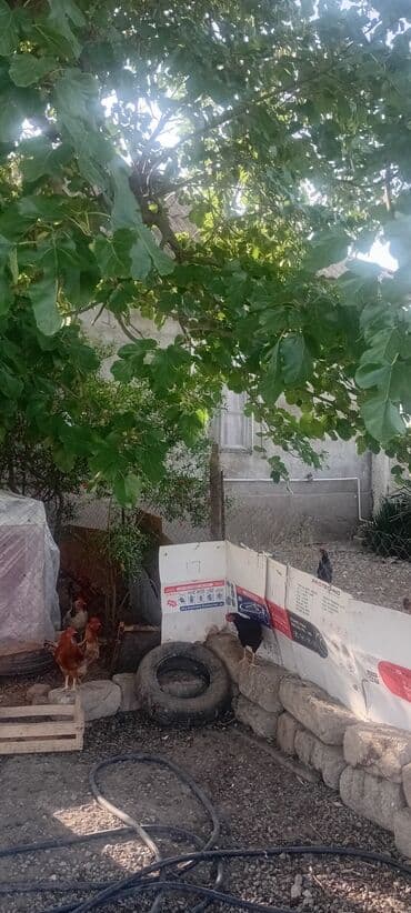 agdasda torpaq satilir teze: Salyan, 150 kv. m, 4 otaqlı, Hovuzsuz, Qaz, İşıq, Su — 7