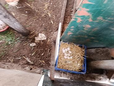 Toyuq, Damazlıq, Ünvandan götürmə lalafo.az -da Toyuq, Damazlıq, Ünvandan götürmə