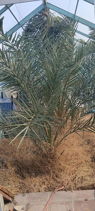 Xurma palmı – dekorativ və məhsuldar növ - İsti iqlimə və güneşli