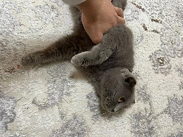 İtlər: Şotland yastı qulaq, Dişi, Ünvandan götürmə — 3